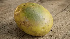 緑の斑点があるじゃがいもは食べても大丈夫？これが最終結論