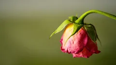 植物が急に育たなくなった？原因は鉢にあるかもしれません