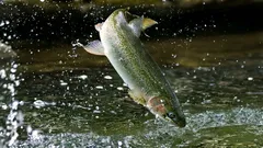 マスは川の清らかさと厨房の誠実さを測る試金石