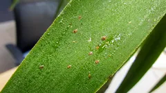 観葉植物のカイガラムシを最短で退治する方法、見分け方から再発防止まで