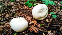 パフボールは食べられる？切り方で分かる見極めポイントと加熱の目安