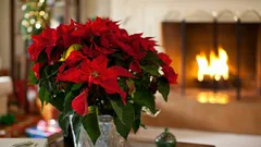クリスマス後のポインセチアの手入れ：植物を救い、再び色づかせる