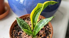 サンスベリアの葉に模様がない:管理ミス?それとも正常?