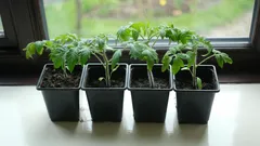 なぜ発芽直後に肥料を与えないのか：トマトとピーマンでよくある間違い