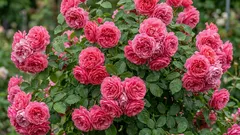 バラは難しいと思っている?このドイツ生まれの美人は、初心者でも咲く