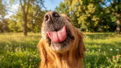 犬が顔をなめる理由は3つ、愛情だけじゃない行動の意味とサイン