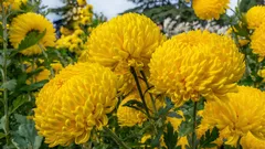 庭が一気に華やぐ大輪の花10選と失敗しない育て方の基本