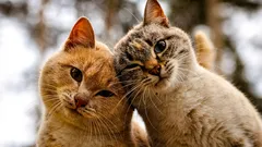 猫同士が仲良しかどうかを見分ける方法：人間が見落としがちな友情の静かなサイン