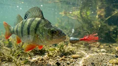 なぜベテランの釣り師は釣り針に赤い糸を結ぶのか：巧みな物理学の話