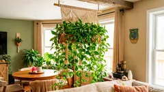 豊かさを象徴する植物「ポトス」―置き場所のポイント