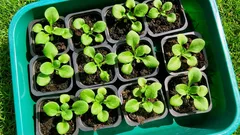 ペチュニアの種から間違いなく育てる方法:光、熱、適切な湿度