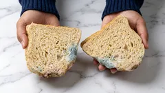 カビを切り取るだけで、その食品は食べても大丈夫？