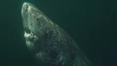 アメリカ合衆国よりも年上のサメ：それはどうして可能なのか