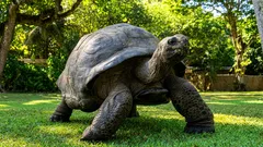 彼女は明治時代よりも年上:想像しがたい記録