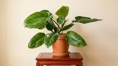 アパートのフィロデンドロン:早く成長し大きな葉を持つために光を調整する方法