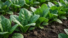 ほうれん草:心臓・免疫・骨への効果を科学的に解説