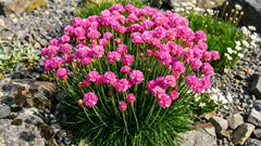 風と痩せた土でも生き抜き、ポンポン咲きを見せる植物