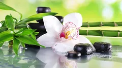 風水における蘭:意味、色、家の中で最適な場所